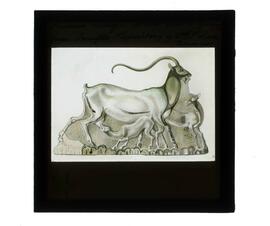 "Faience Relief - Wild Goat & Young from Temple Repository Knossos"